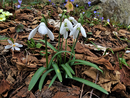 MONTE ZUCCO (1232 m) ad anello da casa-Zogno (300 m) con festa di fiori (17mar21)  - FOTOGALLERY